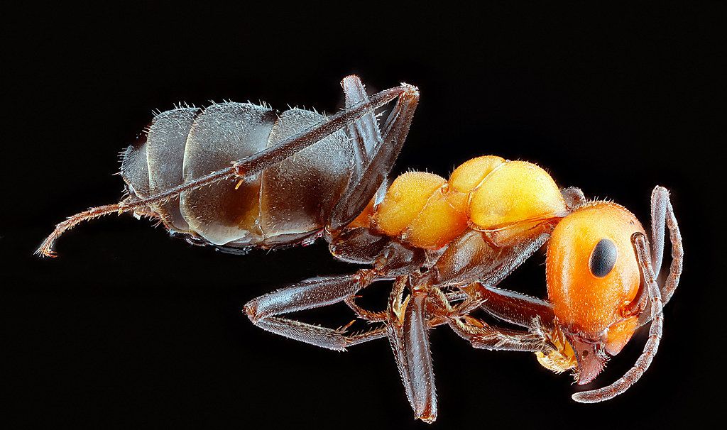 Ant Control service in Melbourne, FL