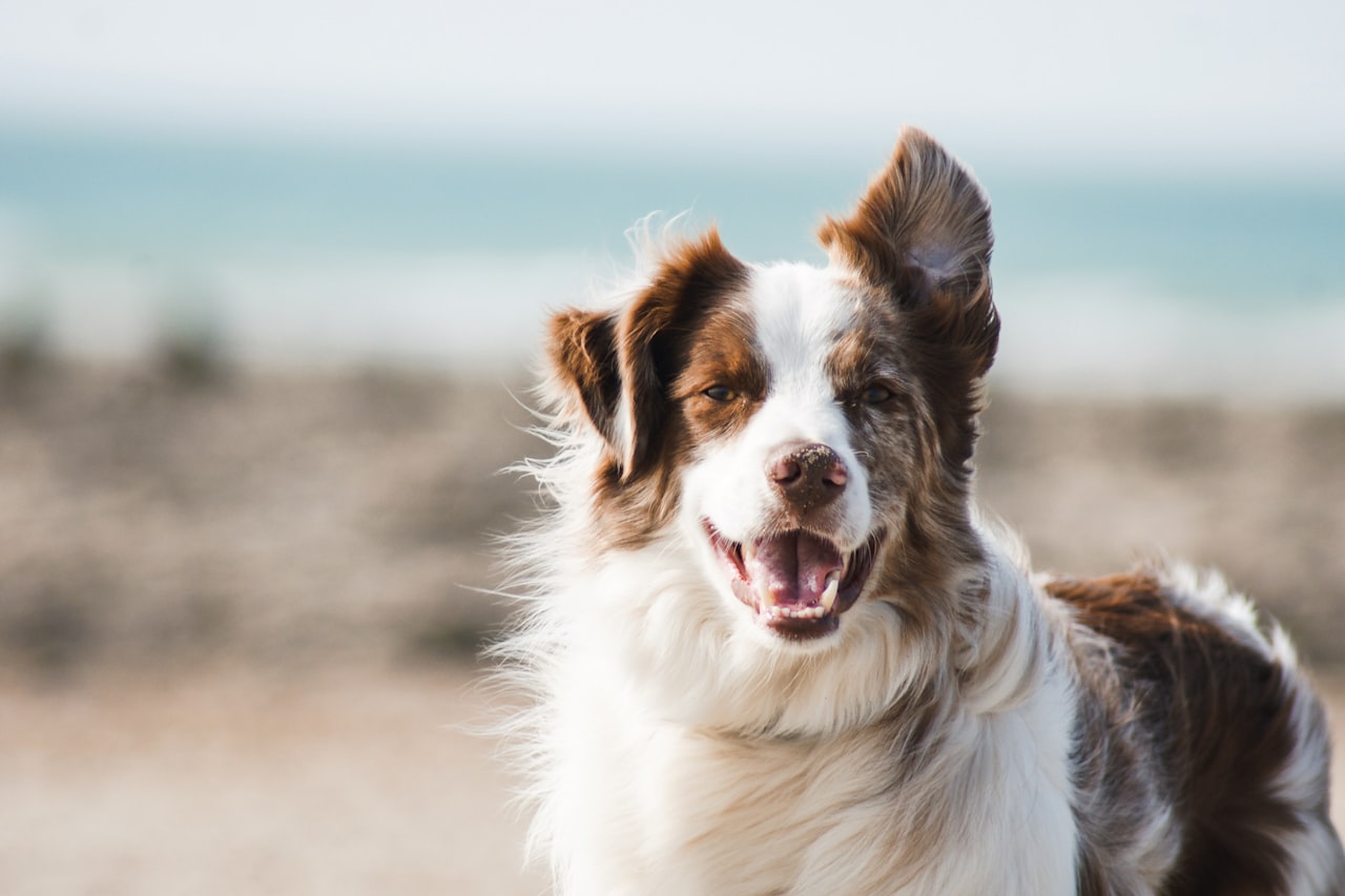 Flea & Tick Control service in Melbourne, FL