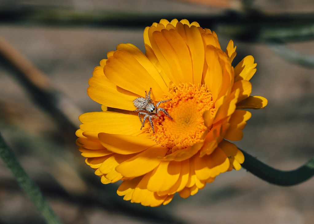 Spider Control service in Melbourne, FL